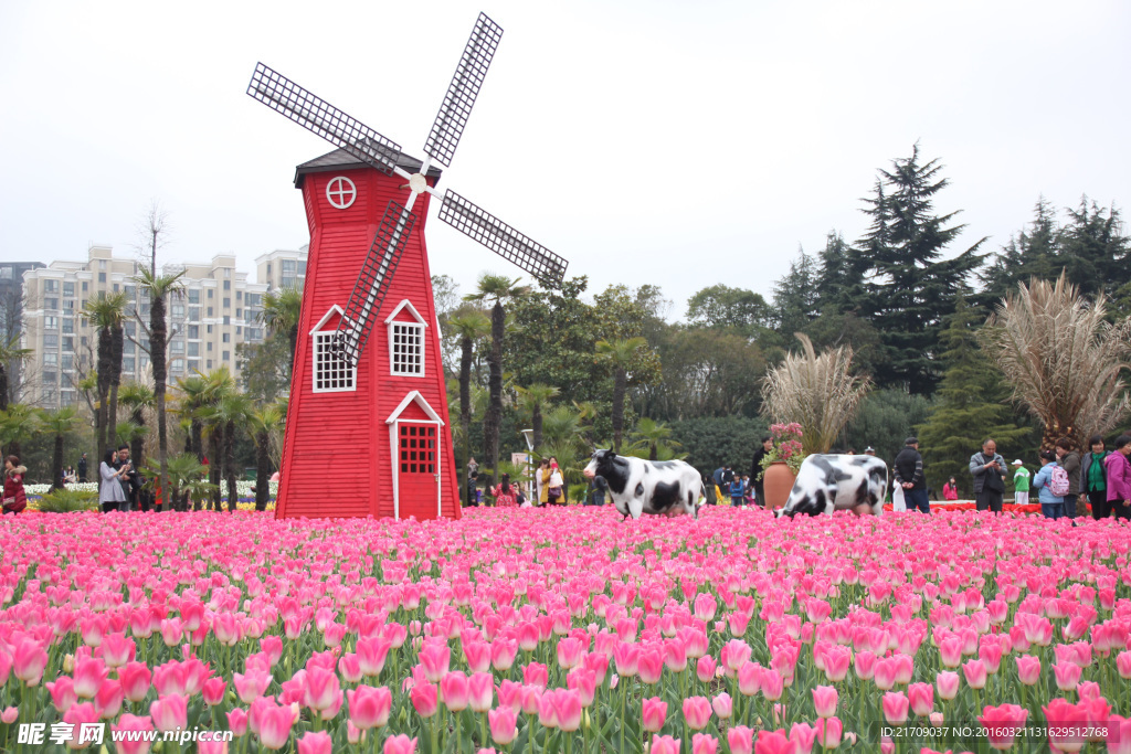 郁金香花园