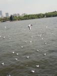 海鸥