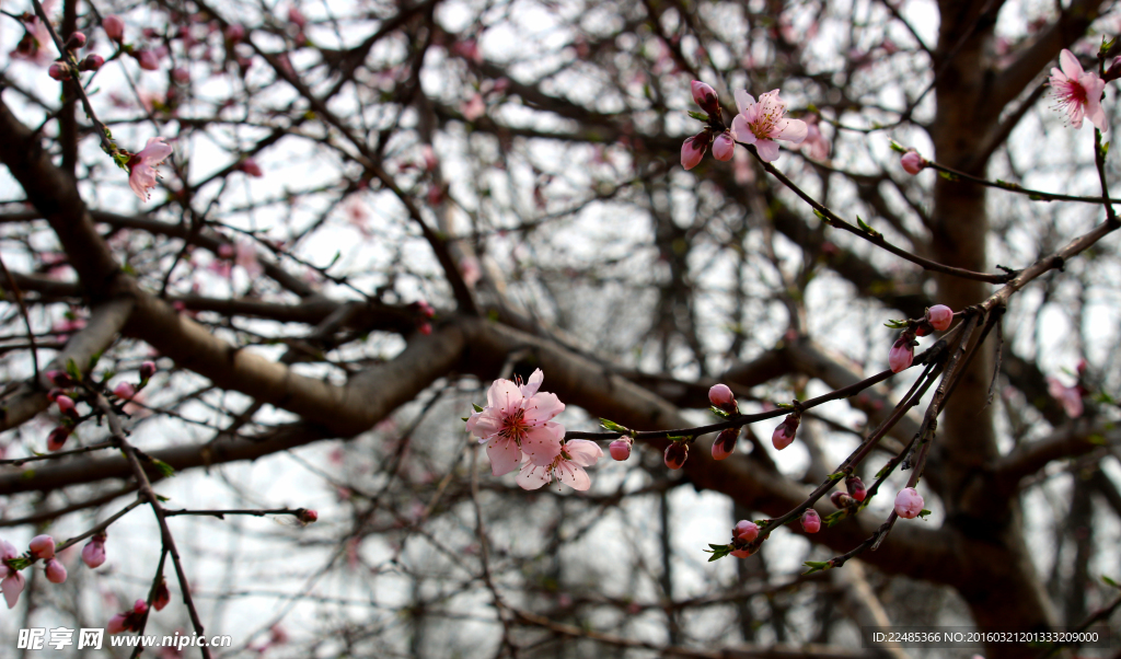 桃花