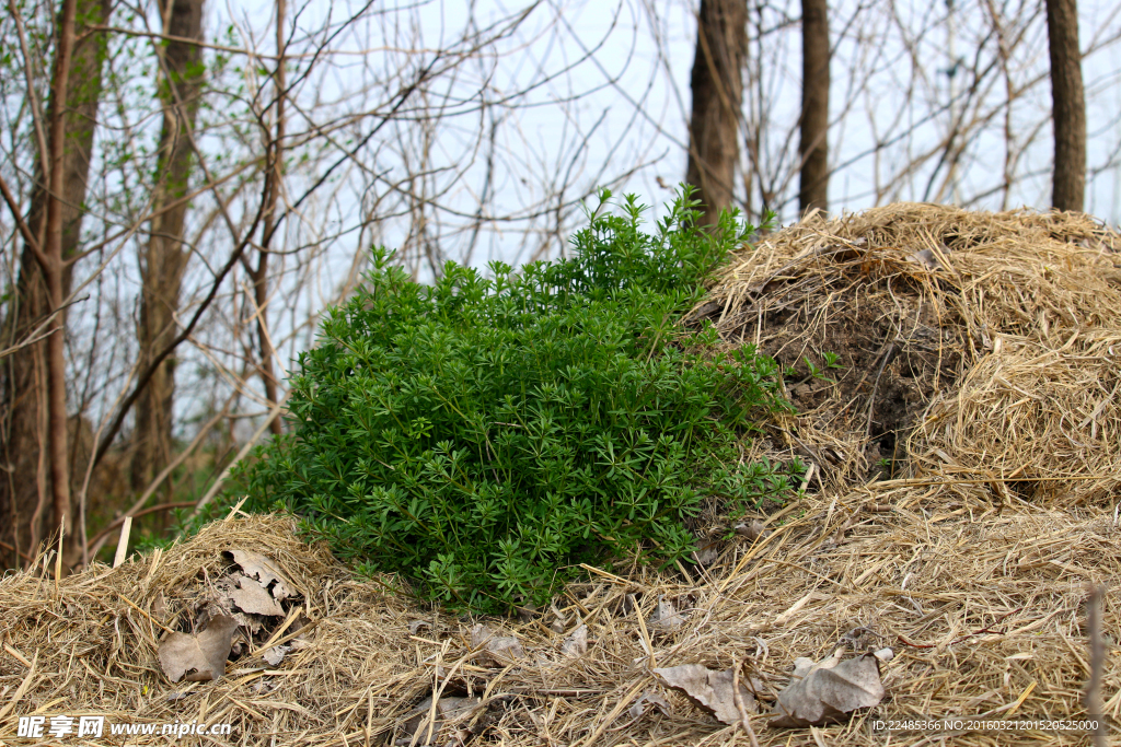 野草