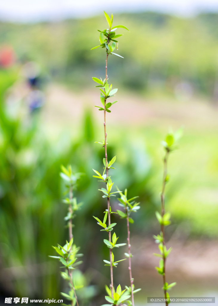 春天小树 发芽