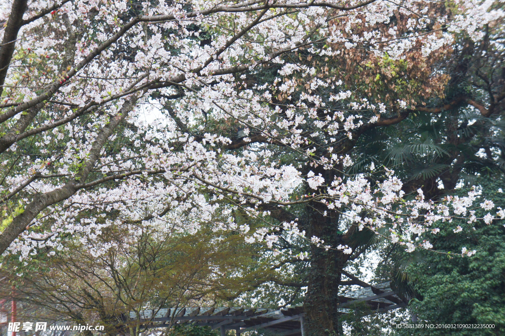 樱花