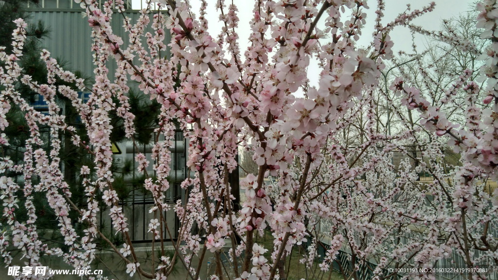 杏花