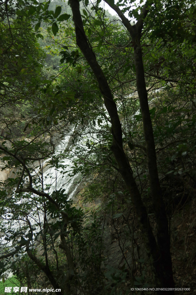 森林瀑布 石山河流