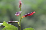 露水新芽