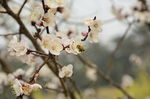 蜜蜂与花