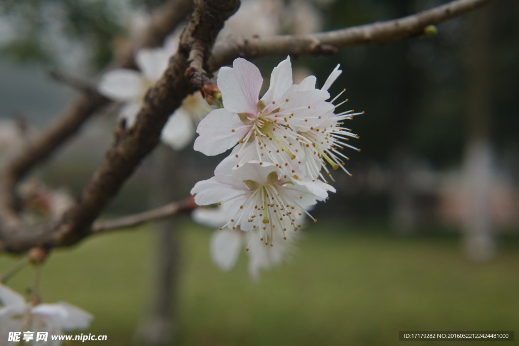 梅花