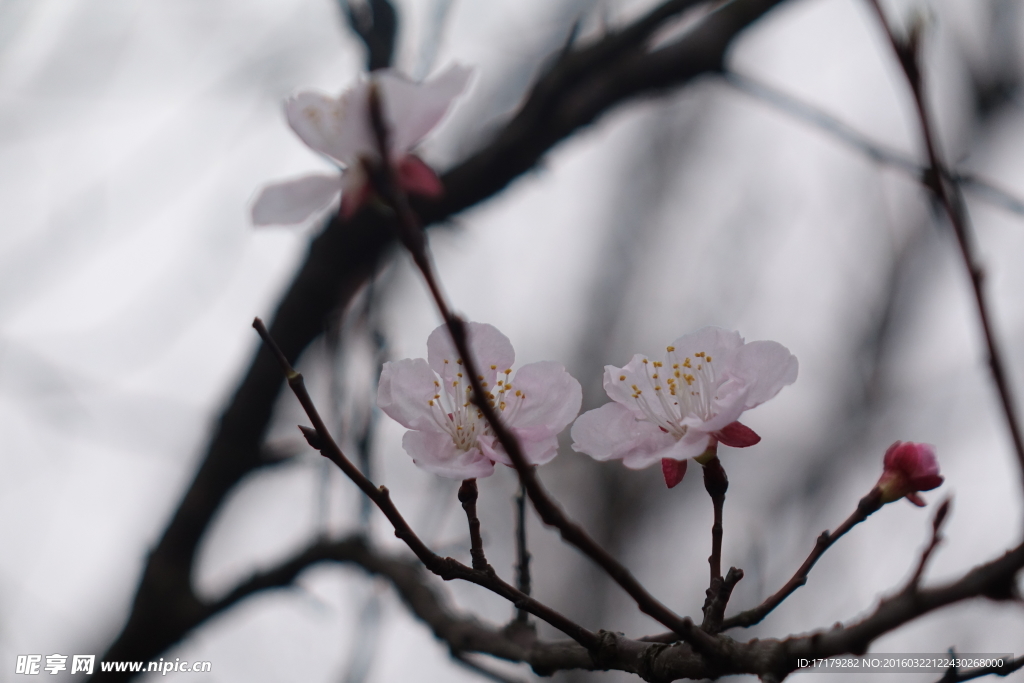 梅花