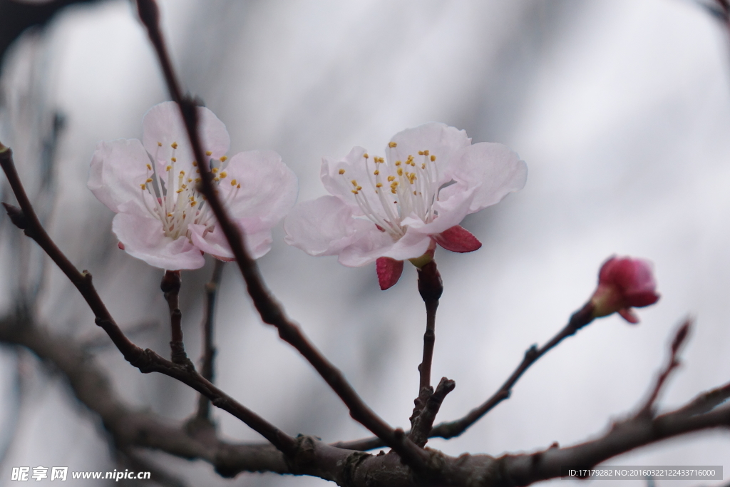 梅花