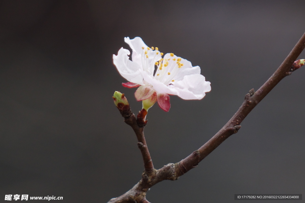 梅花