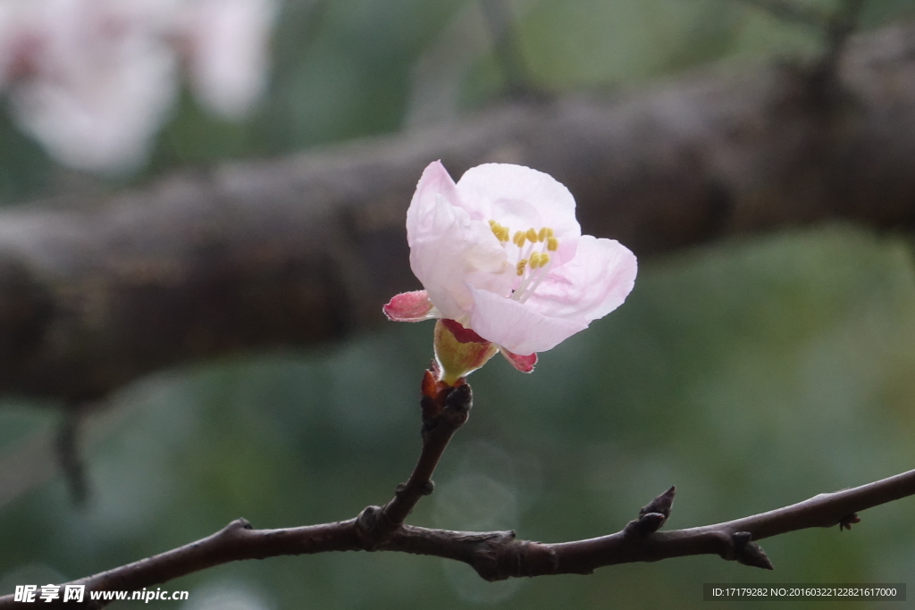 梅花