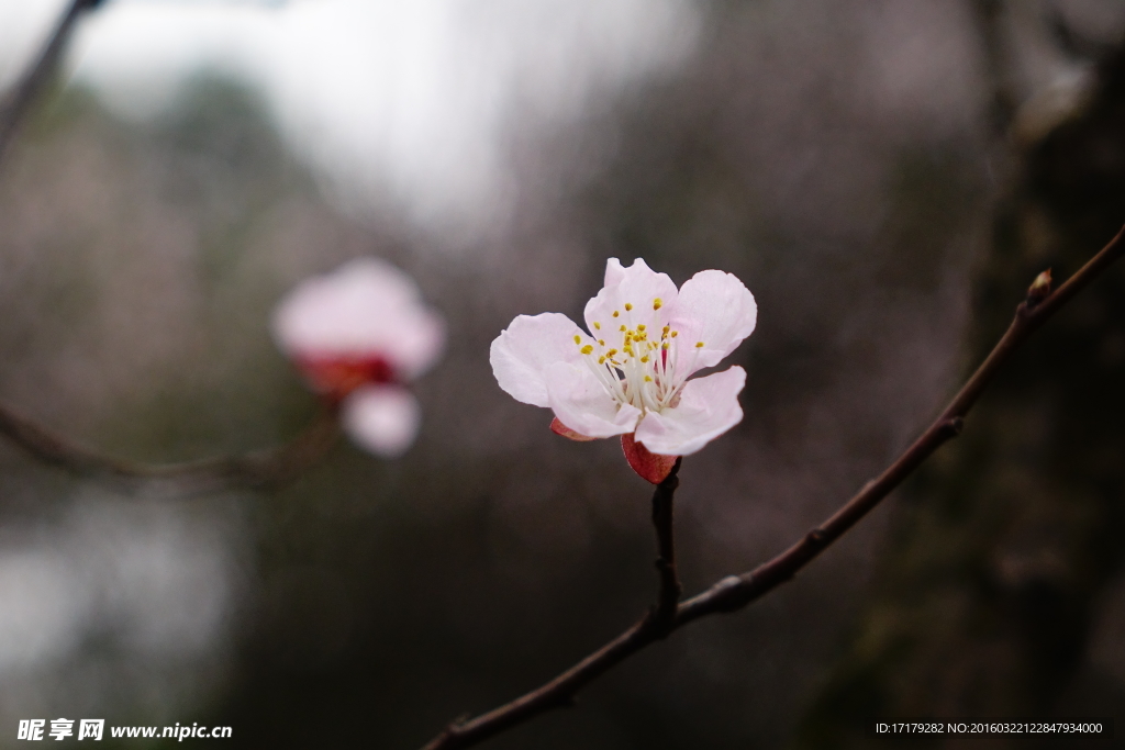 梅花