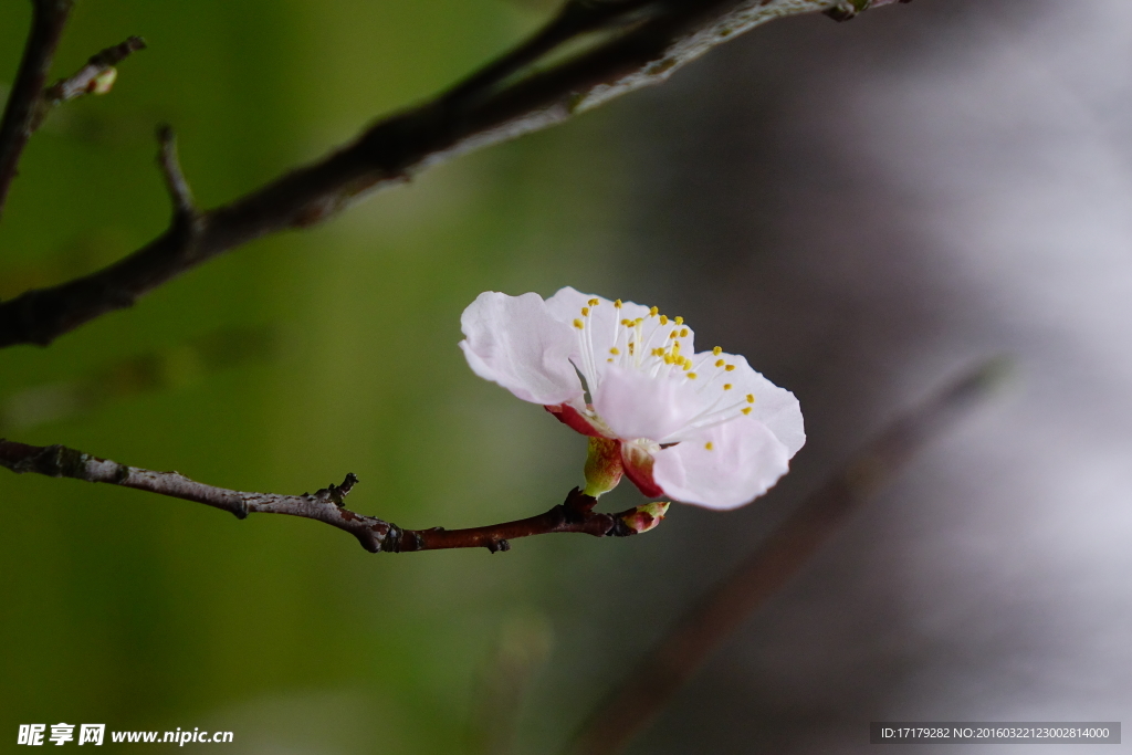 梅花