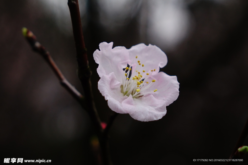 梅花