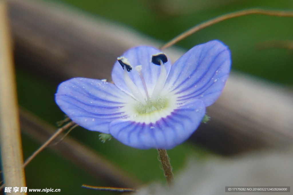 小蓝花