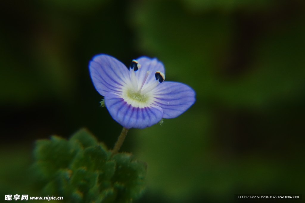 小蓝花