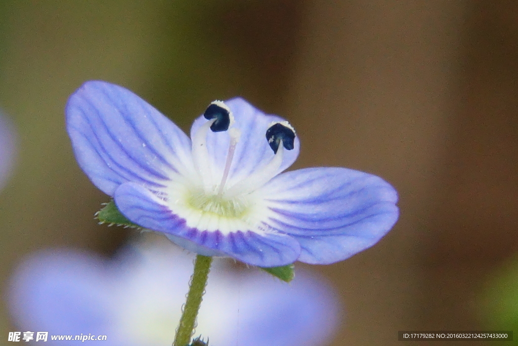 小蓝花