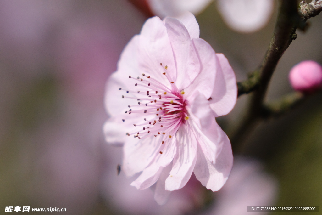 梅花