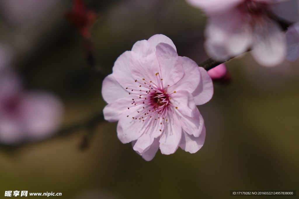 梅花