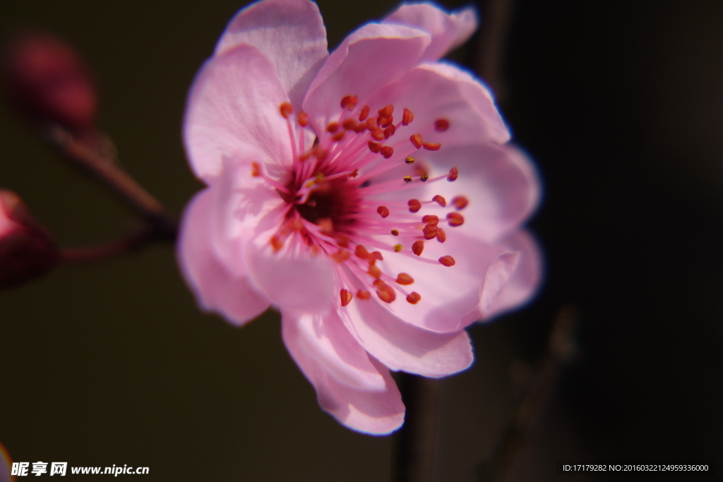 梅花