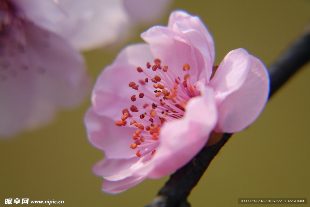 梅花