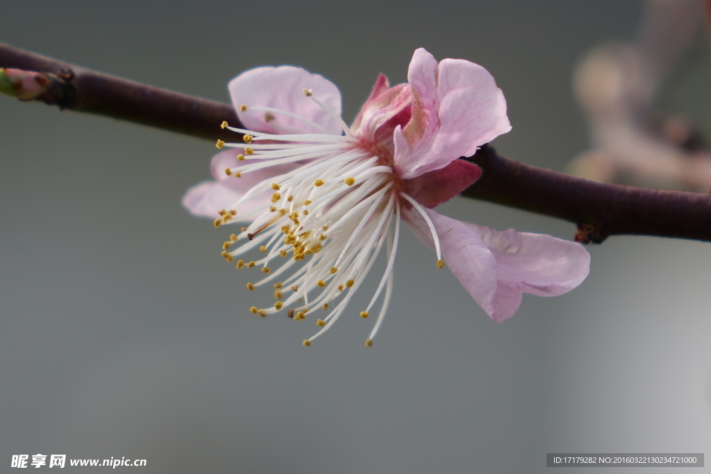 梅花