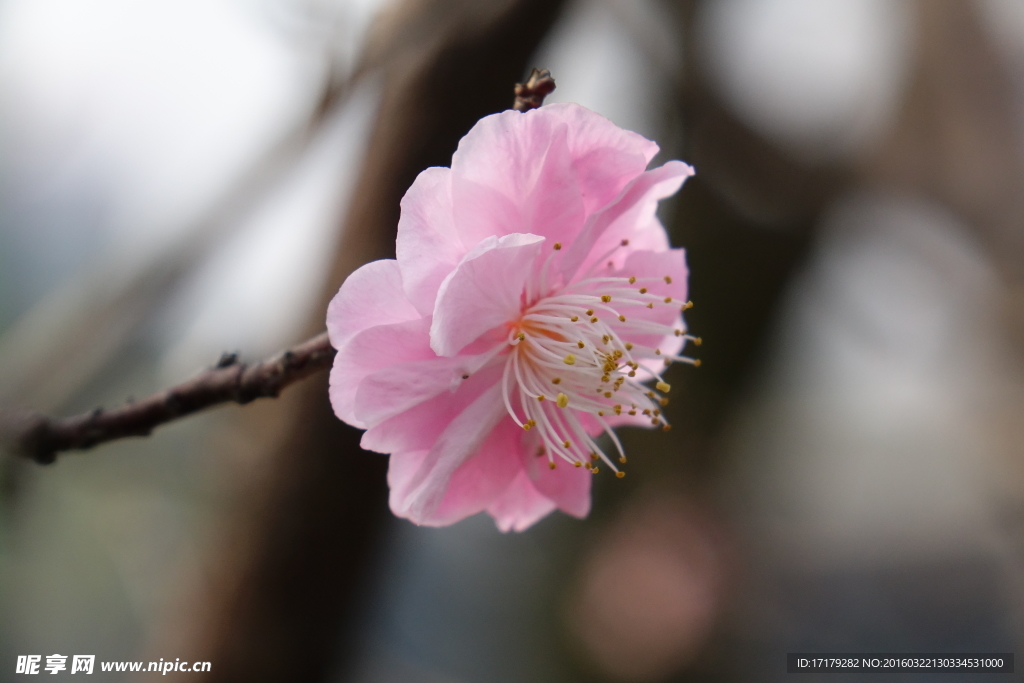 梅花