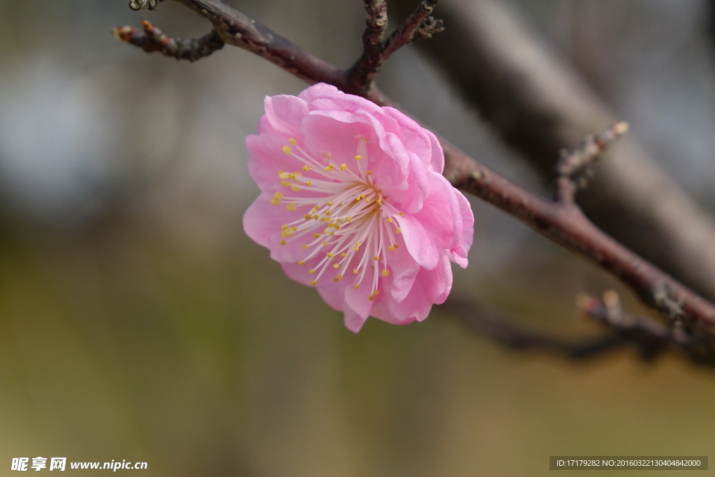 梅花