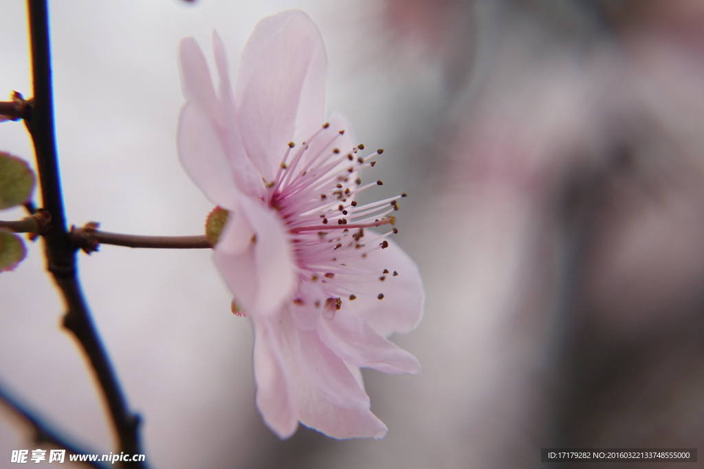 梅花