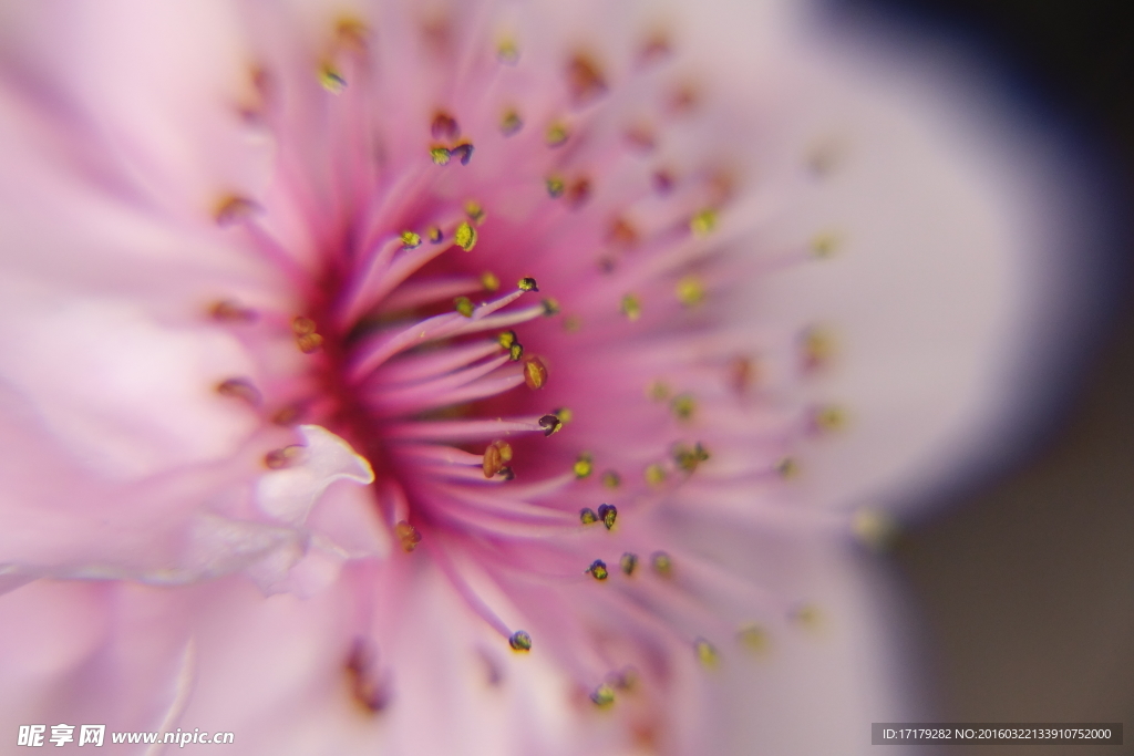 梅花