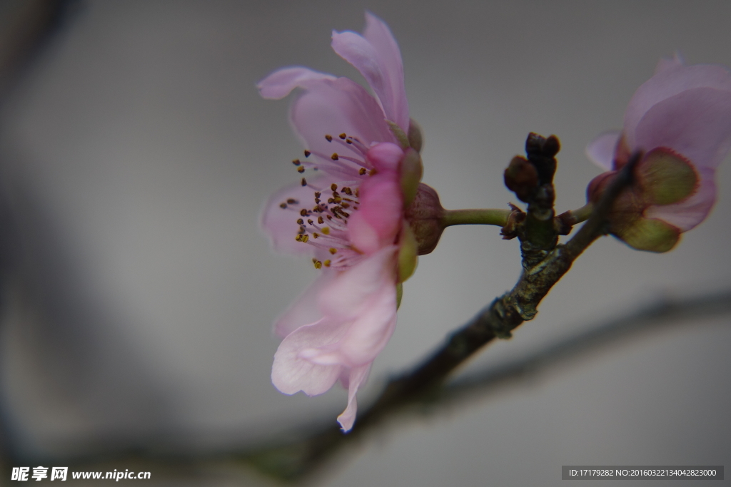 梅花
