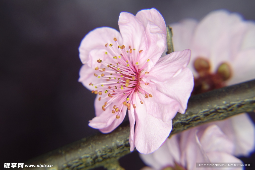 梅花