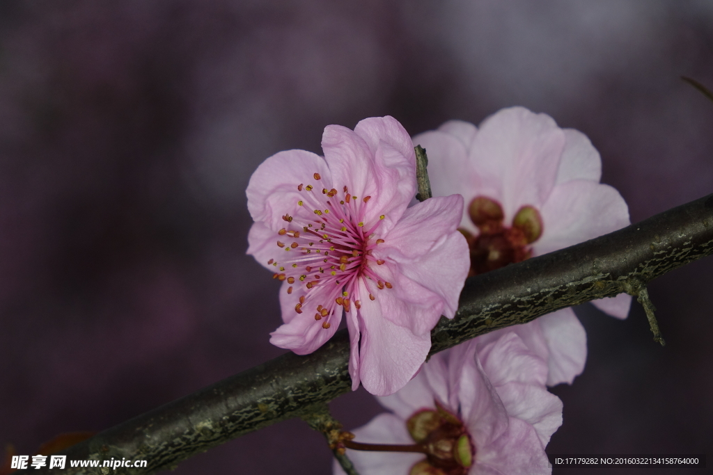 梅花