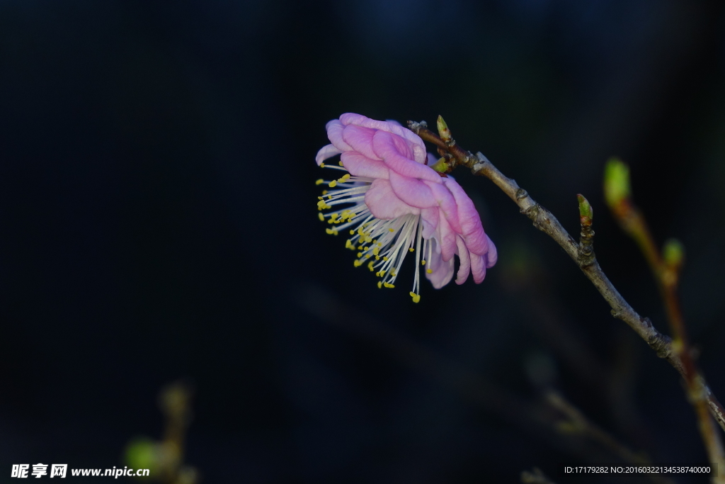 梅花