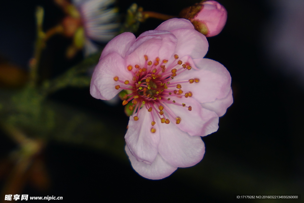 梅花