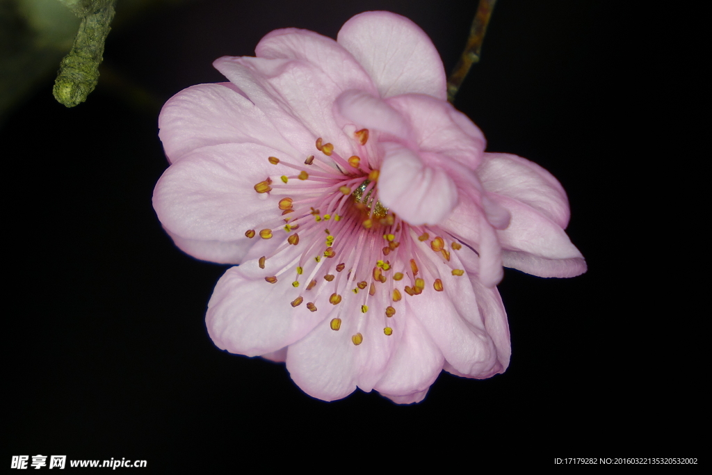梅花