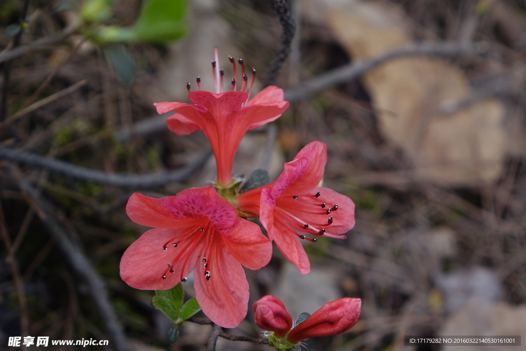 杜鹃花