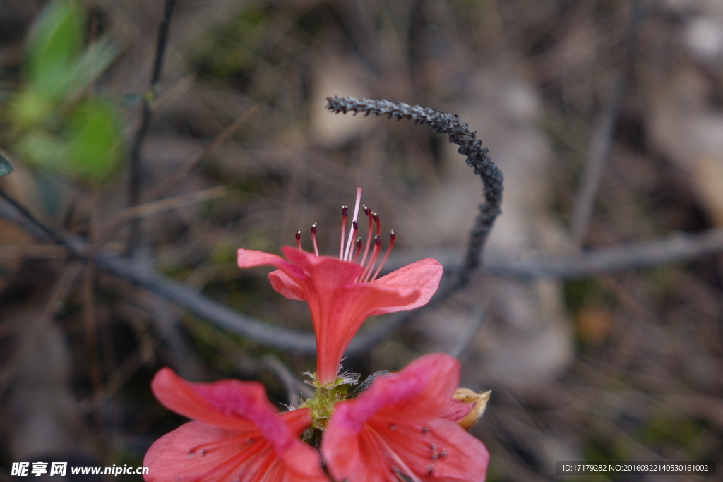 杜鹃花