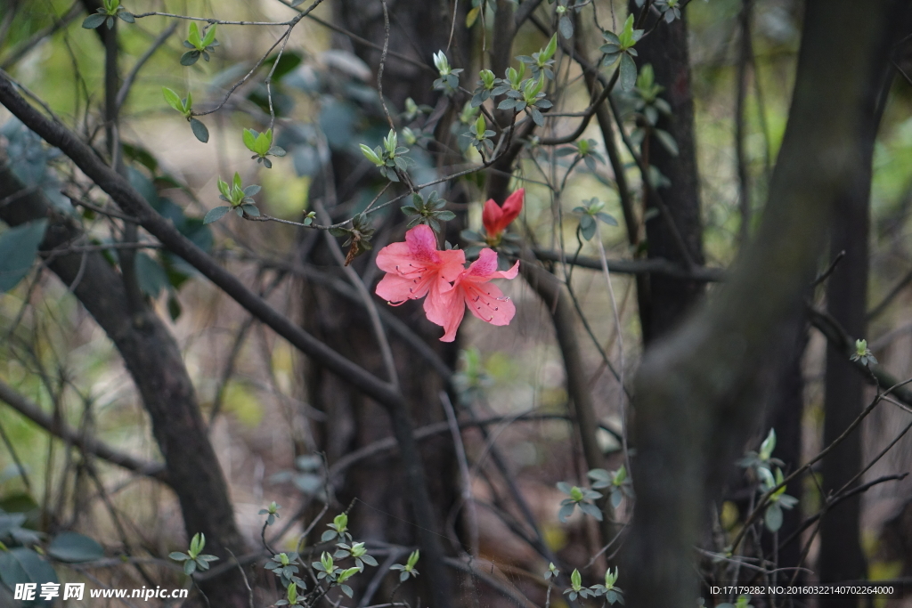 杜鹃花