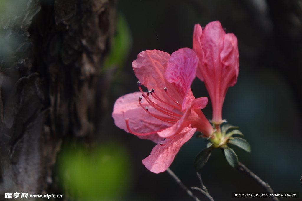 杜鹃花