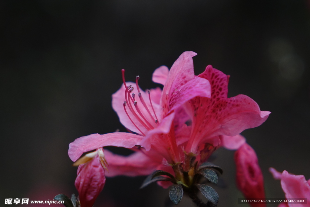 杜鹃花