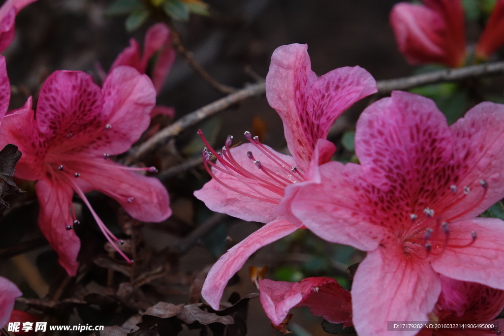 杜鹃花