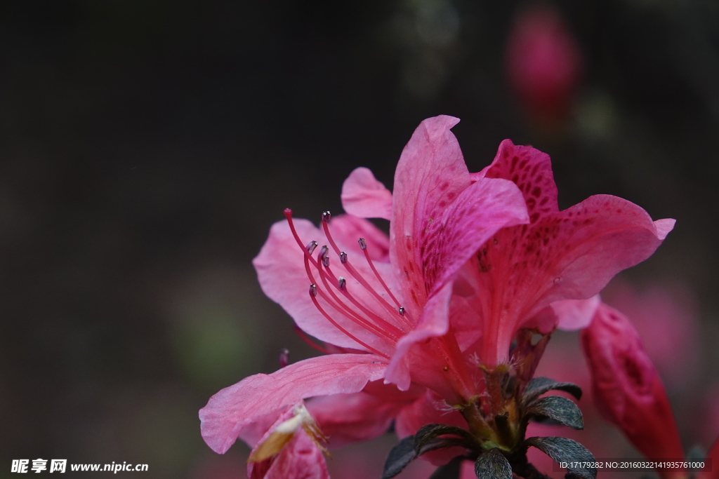 杜鹃花