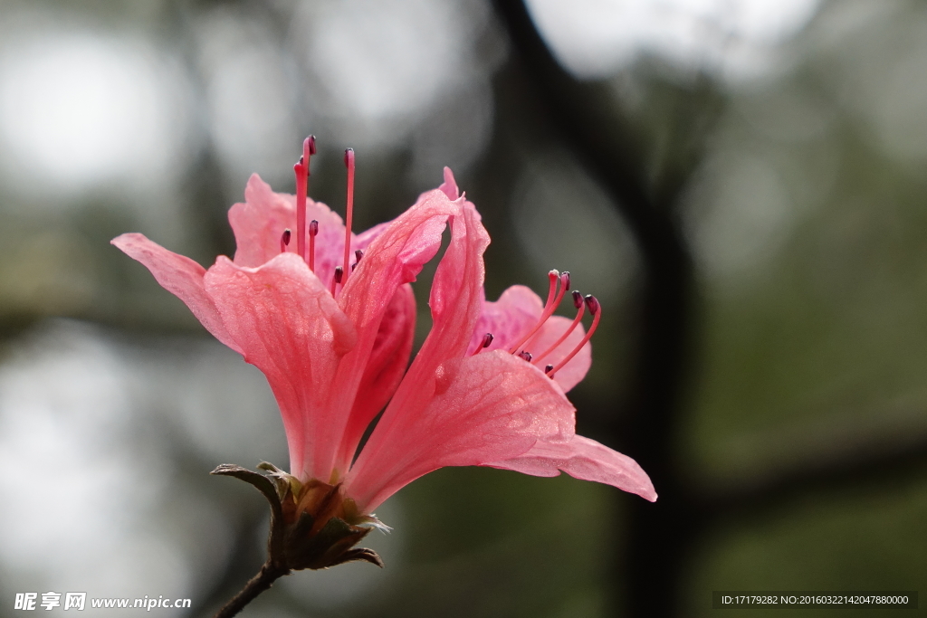 杜鹃花