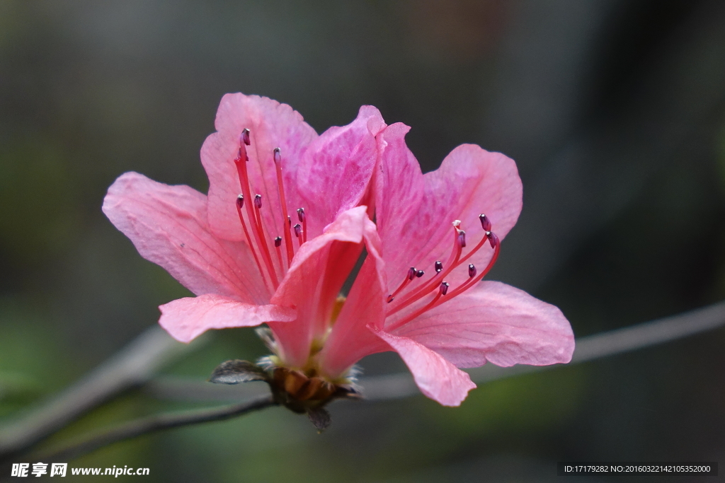 杜鹃花