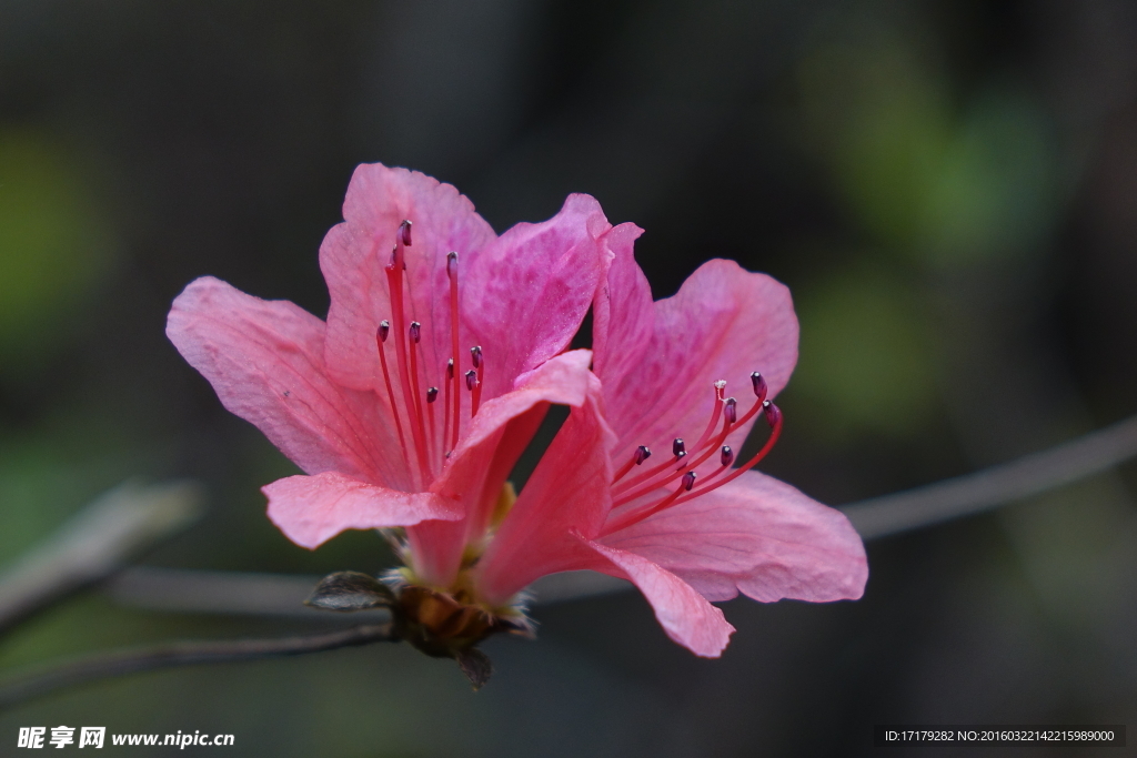 杜鹃花