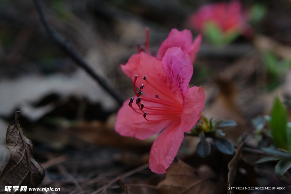 杜鹃花