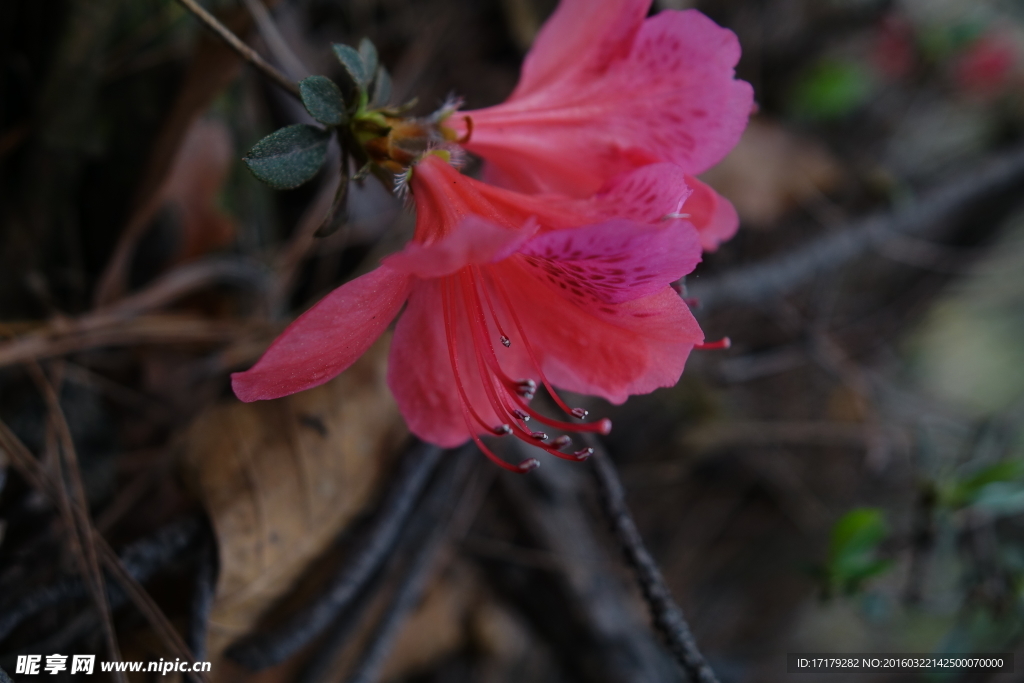 杜鹃花