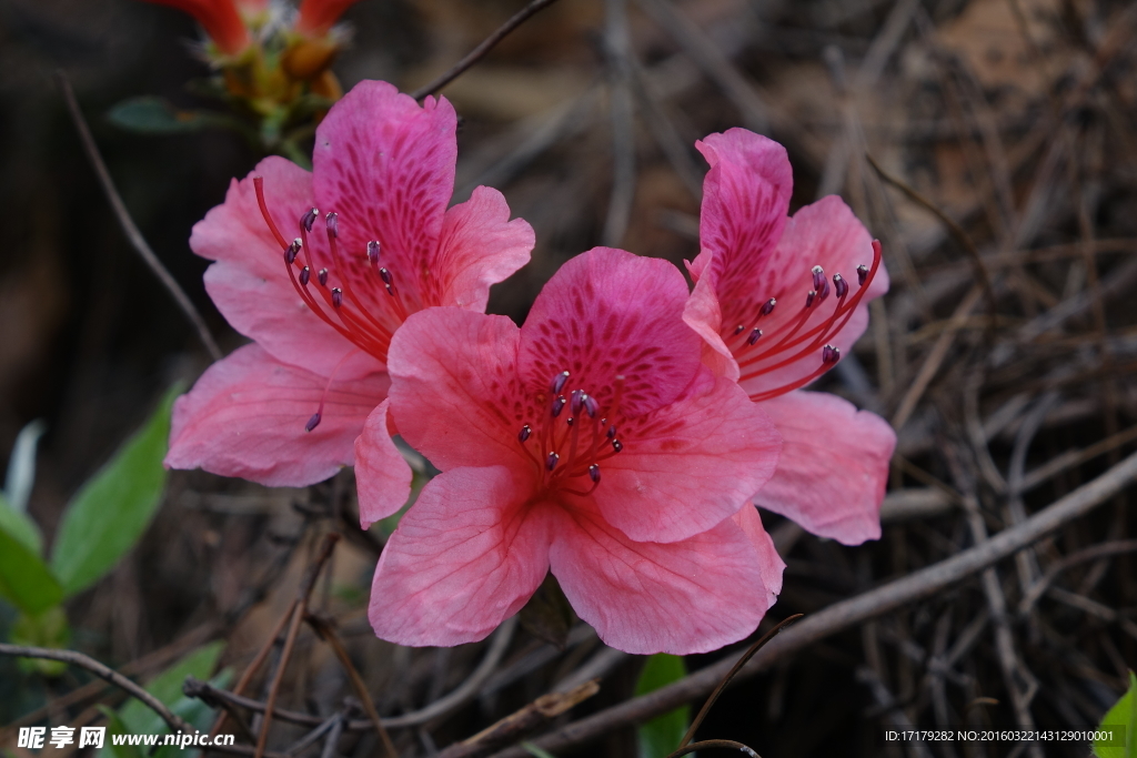 杜鹃花