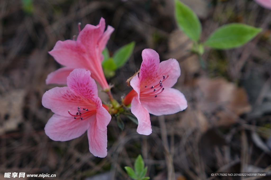 杜鹃花